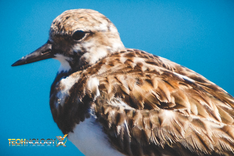 Bird Closeup sharpness